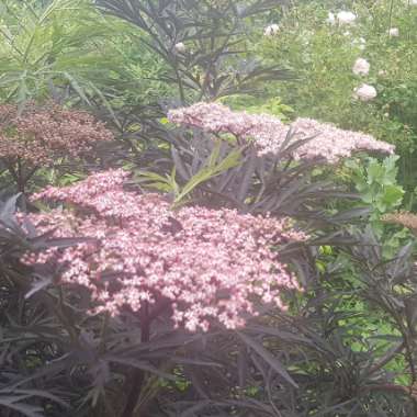 Sambucus nigra f. porphyrophylla 'Eva' syn. Sambucus nigra f. porphyrophylla 'Black Lace', Sambucus nigra 'Black Lace'