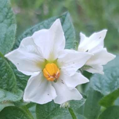 Solanum tuberosum