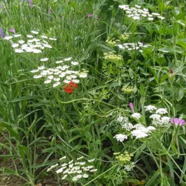 Ammi majus