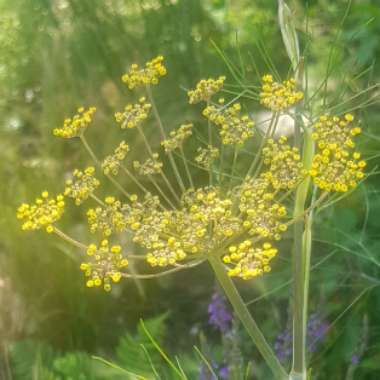 Foeniculum vulgare 'Giant Bronze' syn. Ferula 'Giant Bronze', Ferula communis 'Giant Bronze'