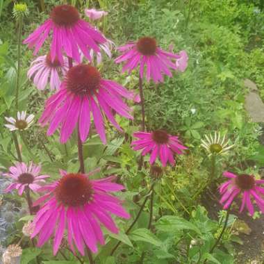 Echinacea