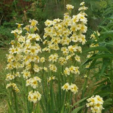 Yellow Eyed Grass