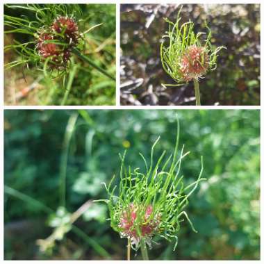 Allium 'Hair'