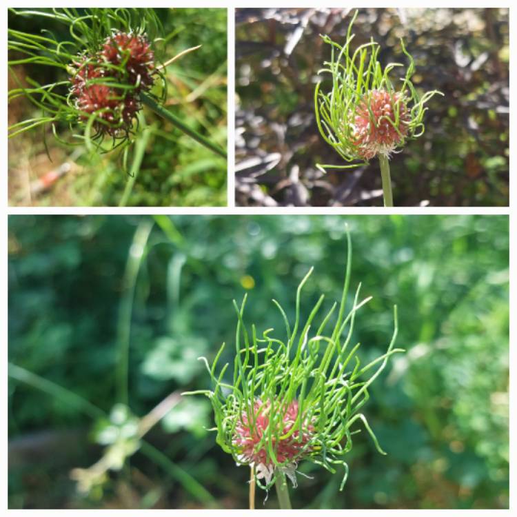 Plant image Allium vineale 'Hair'