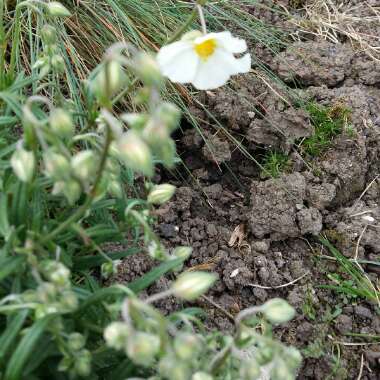 Helianthemum nummularium 'The Bride'