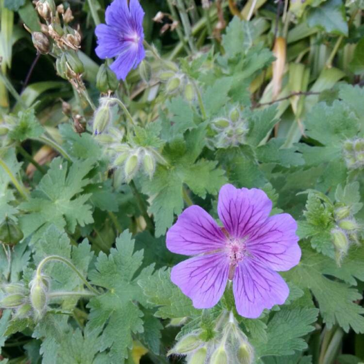 Plant image Geranium psilostemon 'Catherine Deneuve'