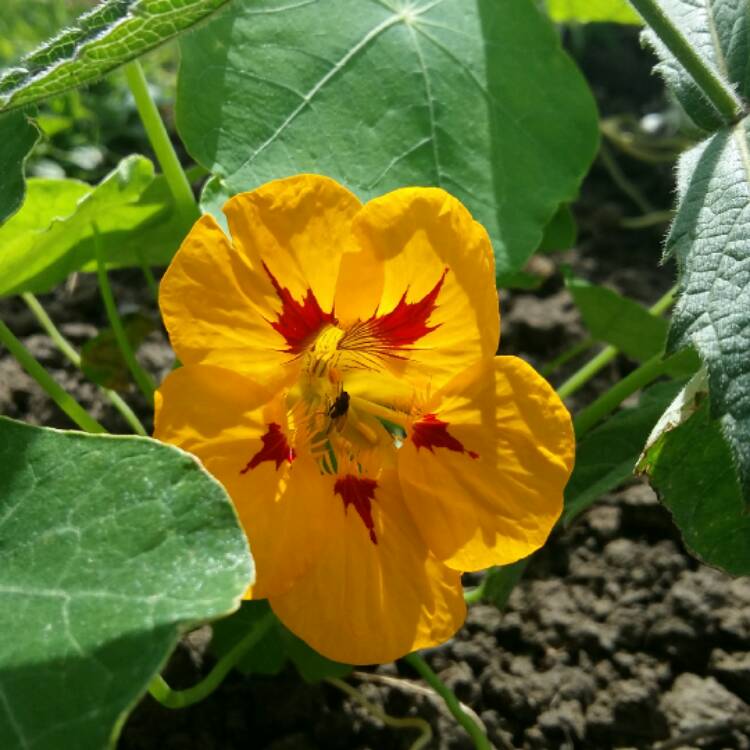 Plant image Tropaeolum majus 'Ladybird Cream Purple Spot'