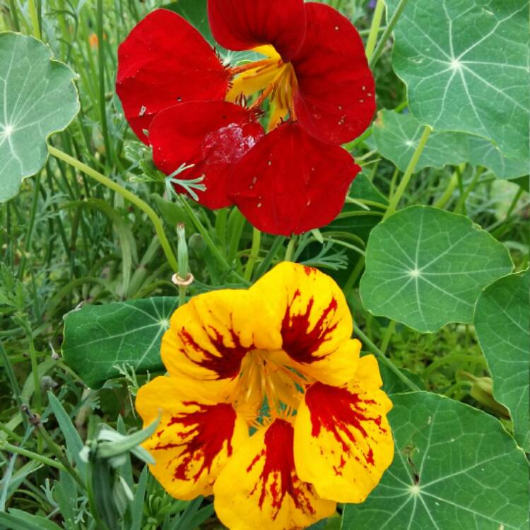 Plant image Tropaeolum majus 'Ladybird Cream Purple Spot'