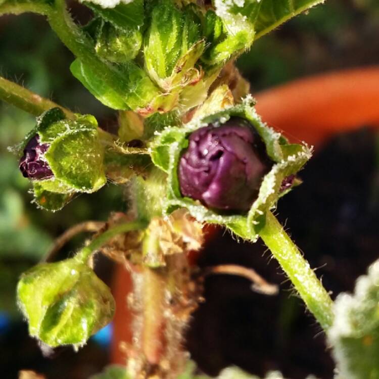 Plant image Malva Sylvestris 'Magic Hollyhock'