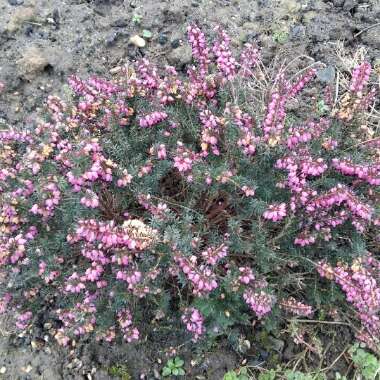 Erica x darleyensis 'Lucie' (Winter Belles Series)