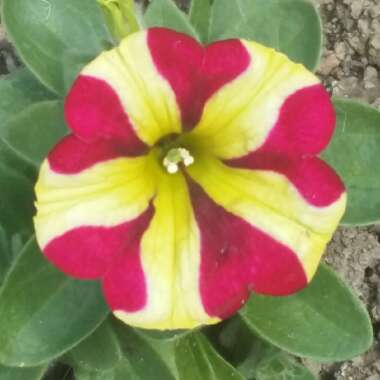 Petunia 'Amore Queen of Hearts'