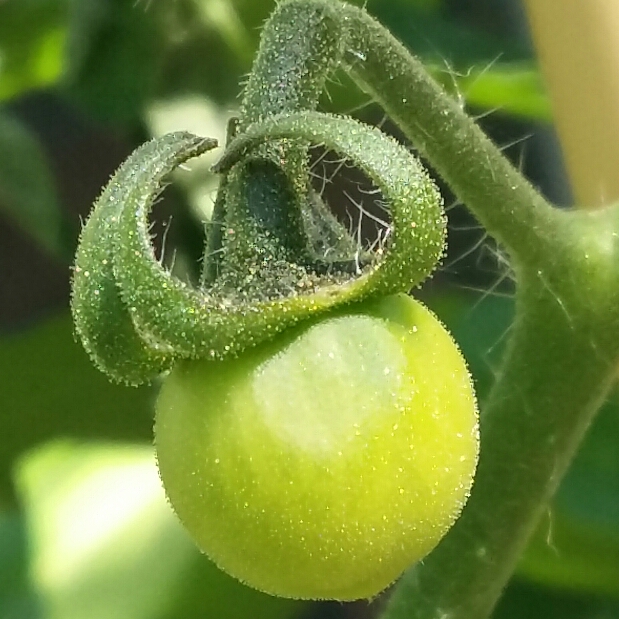 Plant image Solanum lycopersicum var. cerasiforme  'Balconi Yellow'