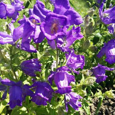 Campanula medium