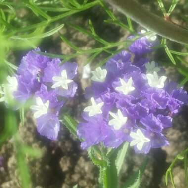 Limonium sinuatum 'Pacific Mix'