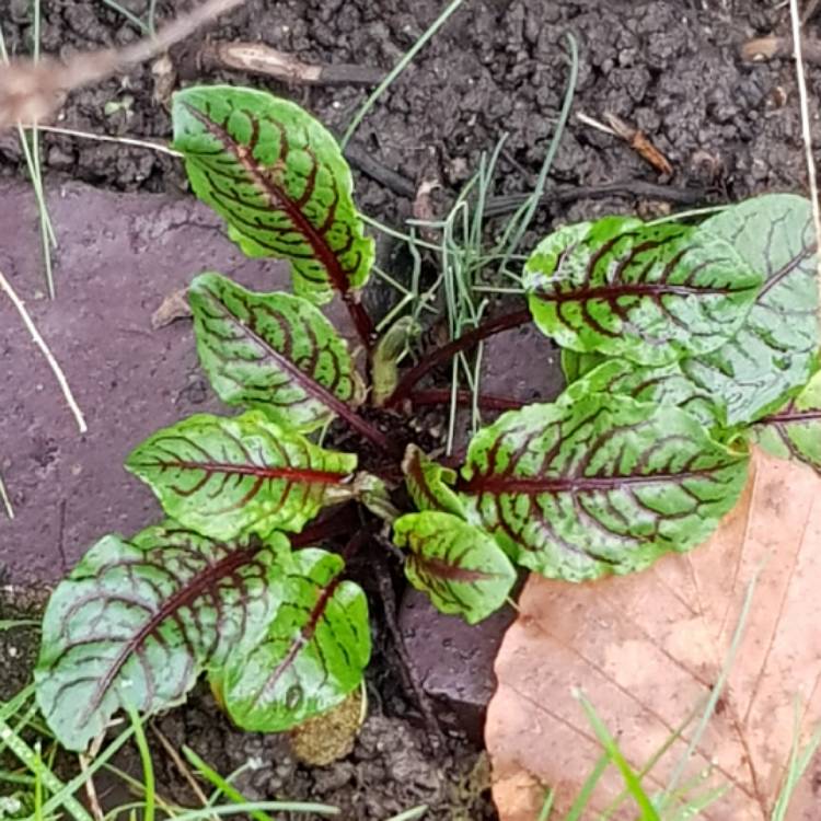 Plant image Rumex acetosa 'Red Veined'