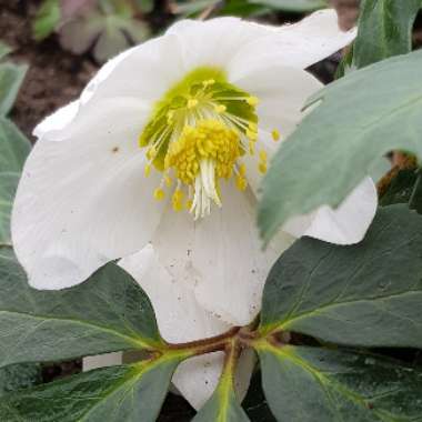 Helleborus niger