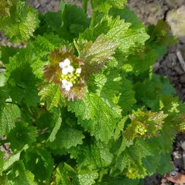 Alliaria Petiolata syn. Alliaria officinalis syn. Sisymbrium alliaria