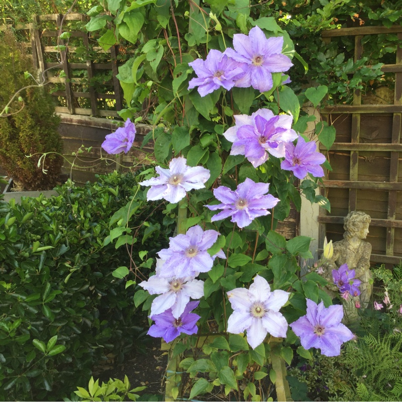 Clematis 'William Kennett'