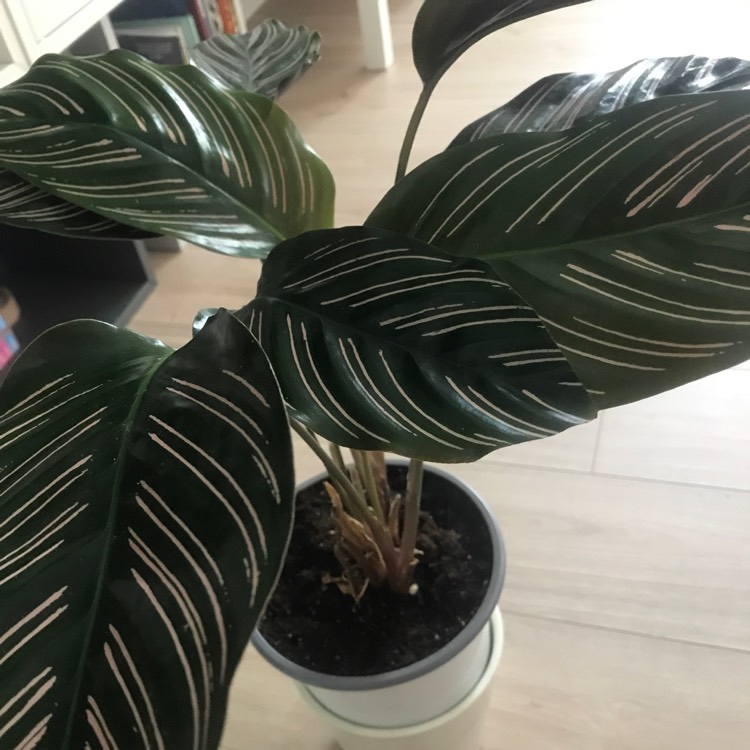 Plant image Calathea Ornata 'Beauty Star'