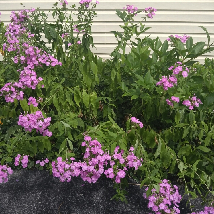 Plant image Phlox paniculata 'Blue Paradise'