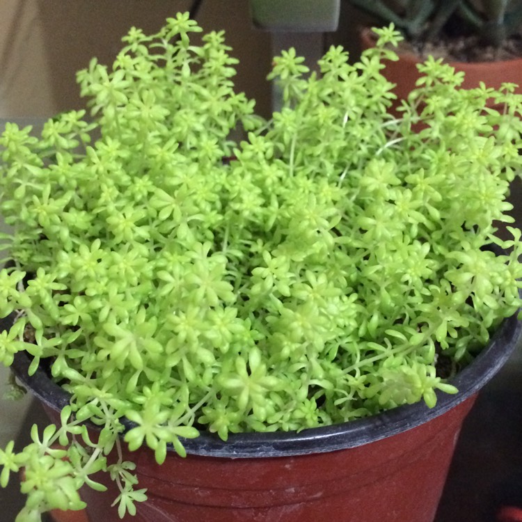 Plant image Sedum hispanicum var. minus 'Aureum'