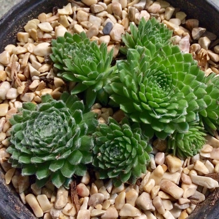 Plant image Sempervivum Arachnoideum Emily