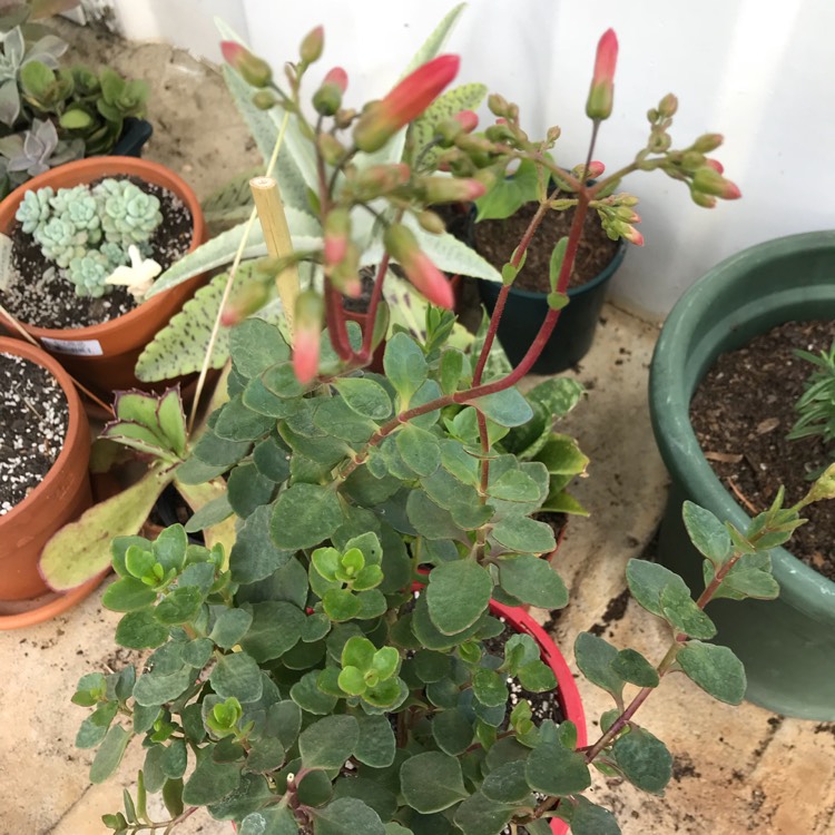 Plant image Kalanchoe manginii 'Mirabella'