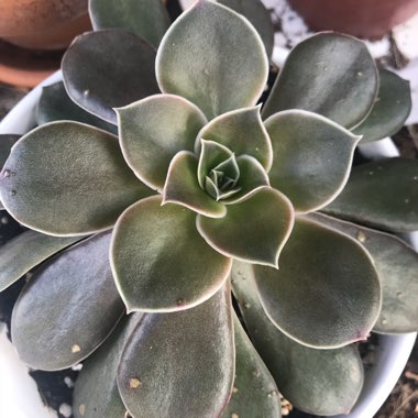 Echeveria