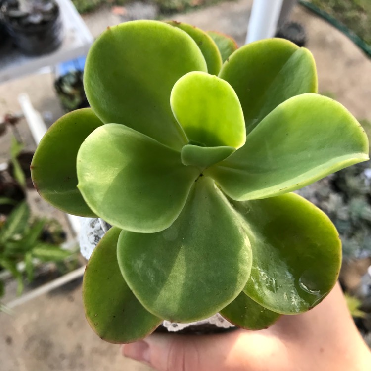 Plant image Echeveria Pallida