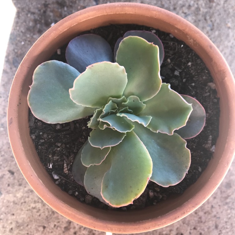 Plant image Echeveria Curls