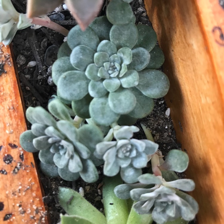 Plant image Sedum spurium 'Silver Blob'