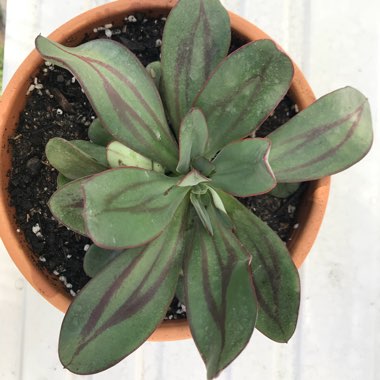 Echeveria Nodulosa