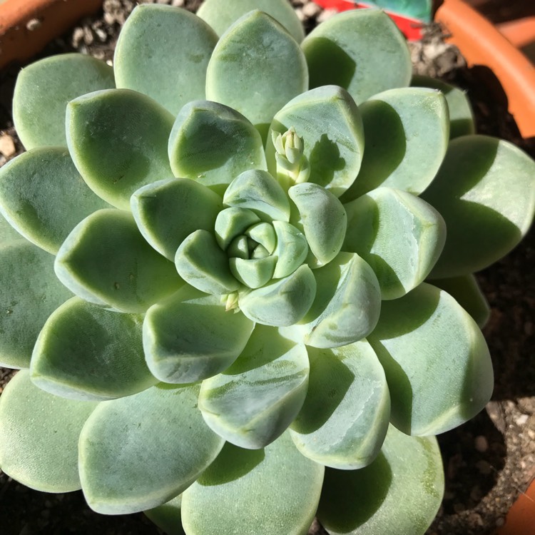 Plant image Echeveria Albicans