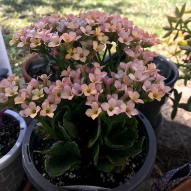 Kalanchoe blossfeldiana 'Tenorio'