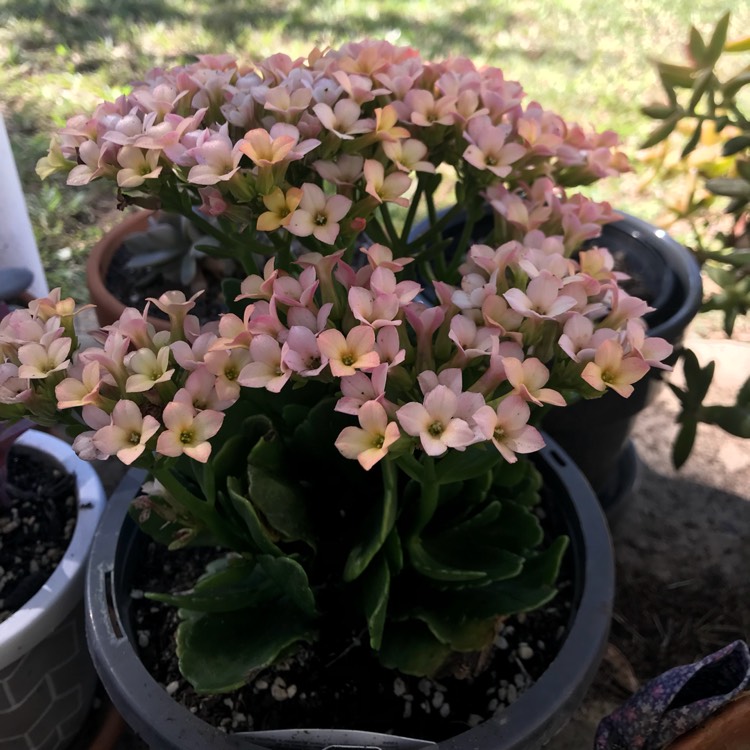 Plant image Kalanchoe blossfeldiana 'Tenorio'