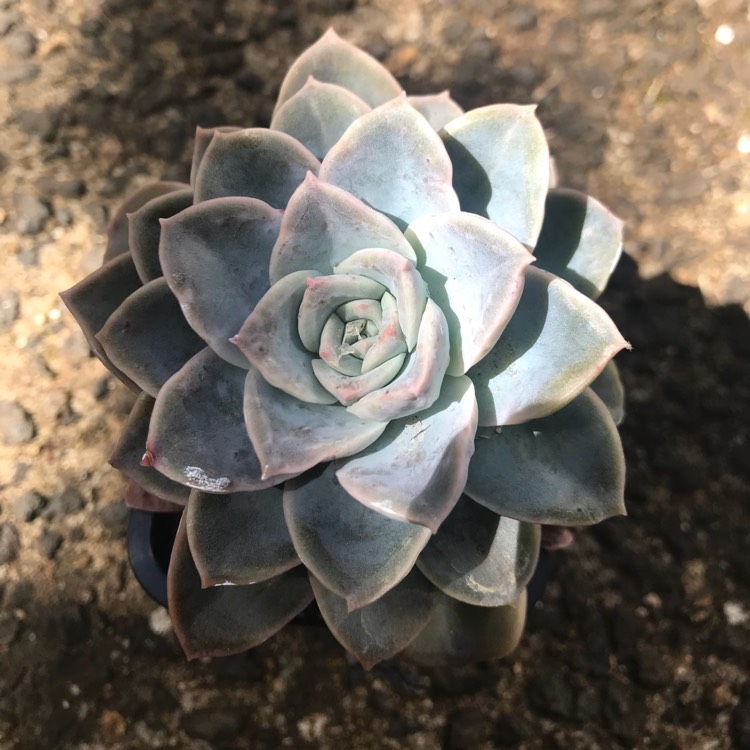 Plant image Echeveria Halbingeri