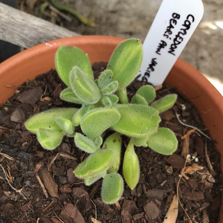 Plant image Cotyledon Tomentosa Variegata Yellow