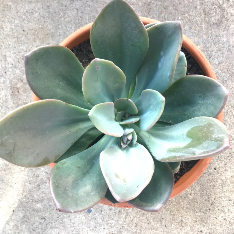 Plant image x Pachyveria 'Blue Tongue' syn. Graptoveria 'Blue Tongue'