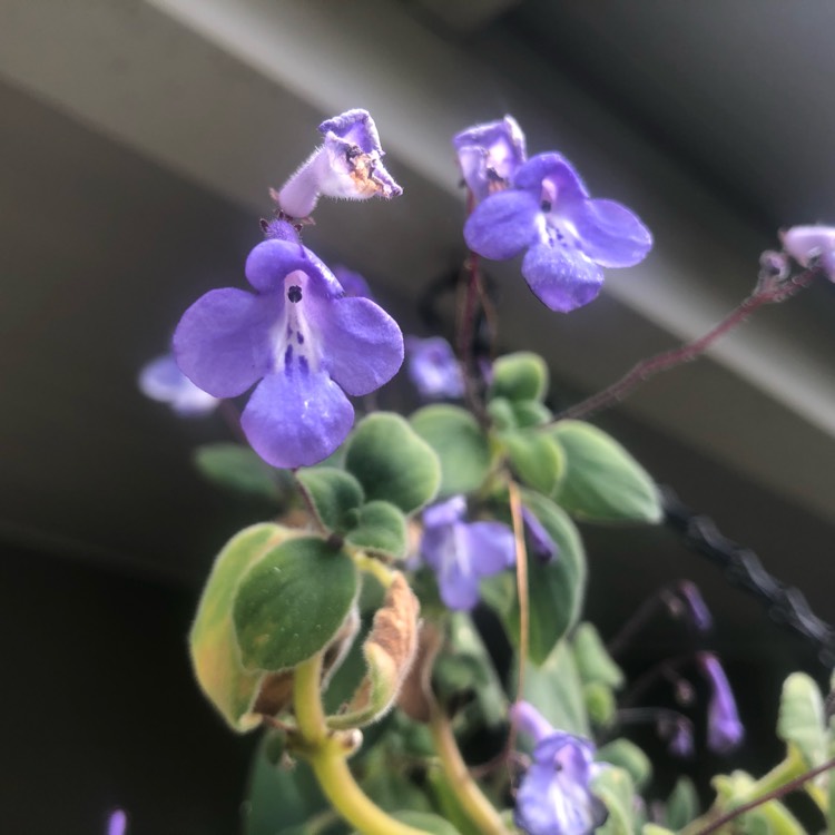 Plant image Streptocarpus caulescens