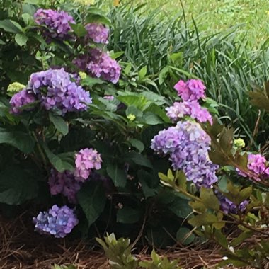 Hydrangea 'Endless Summer'