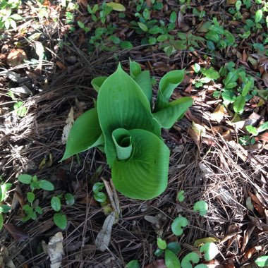 Plantain Lily (Species) Giant Blue Hosta