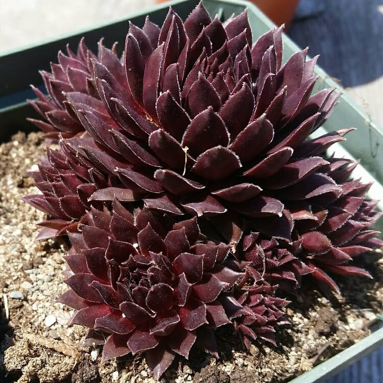 Plant image Sempervivum Viking