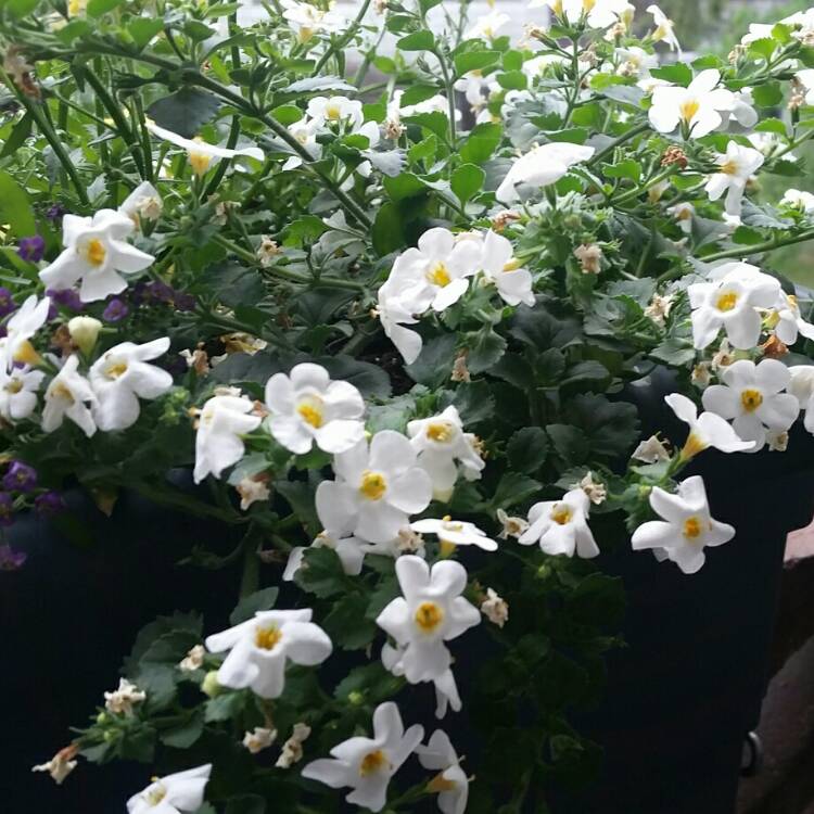 Plant image Sutera cordata 'Snowflake' syn. Bacopa cordata 'Snowflake'