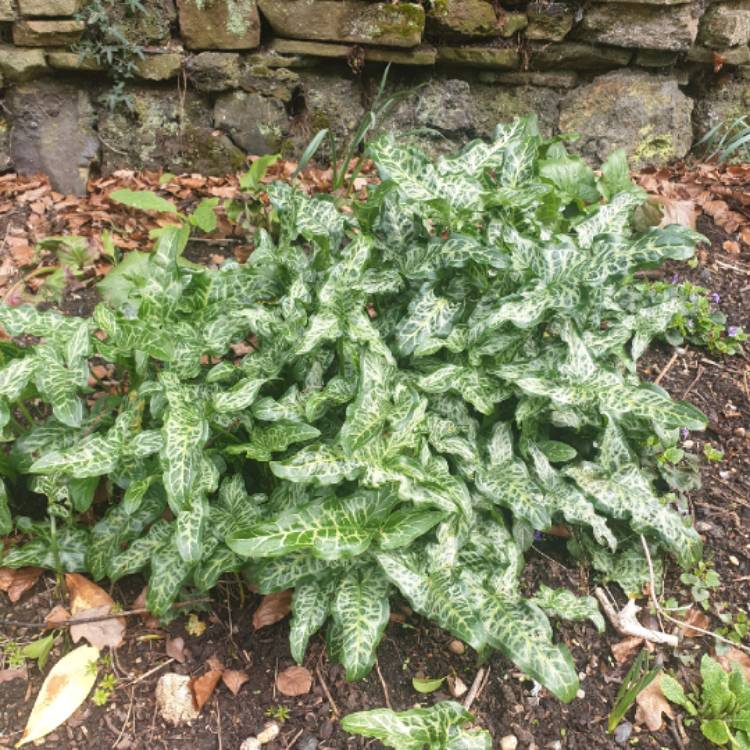 Plant image Pulmonaria 'Diana Clare'