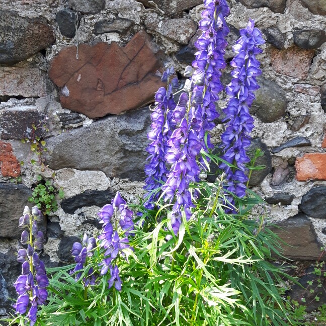 Aconitum x cammarum 'Bicolor'