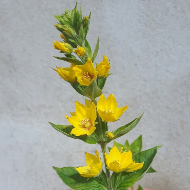 Plant image Lysimachia punctata