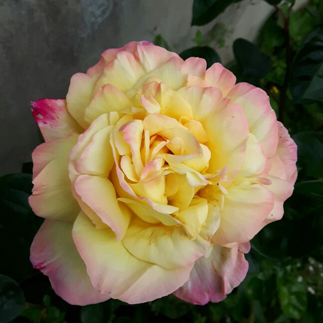 Rose 'Golden Showers'