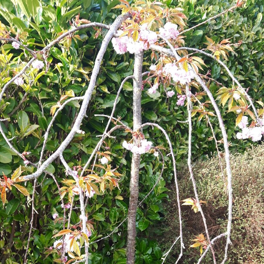 Prunus Serrulata 'Kiku-Shidare Zakura'