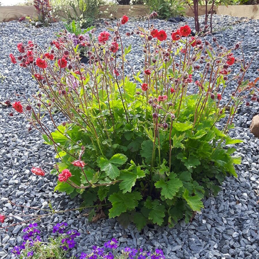 Plant image Geum 'Flames Of Passion'