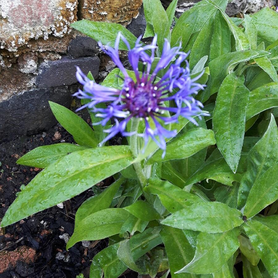 Centaurea montana